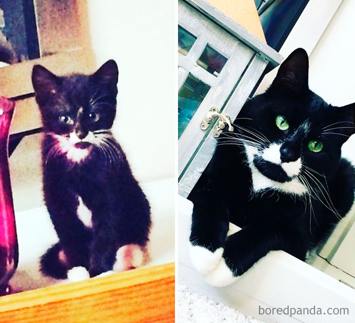 Behind Every Great Person, Is A Great Cat. Finn