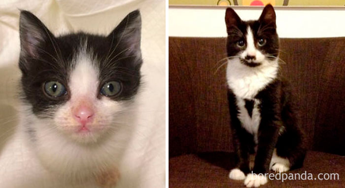 Silvestro, 1st Day At Home And Some Months Later