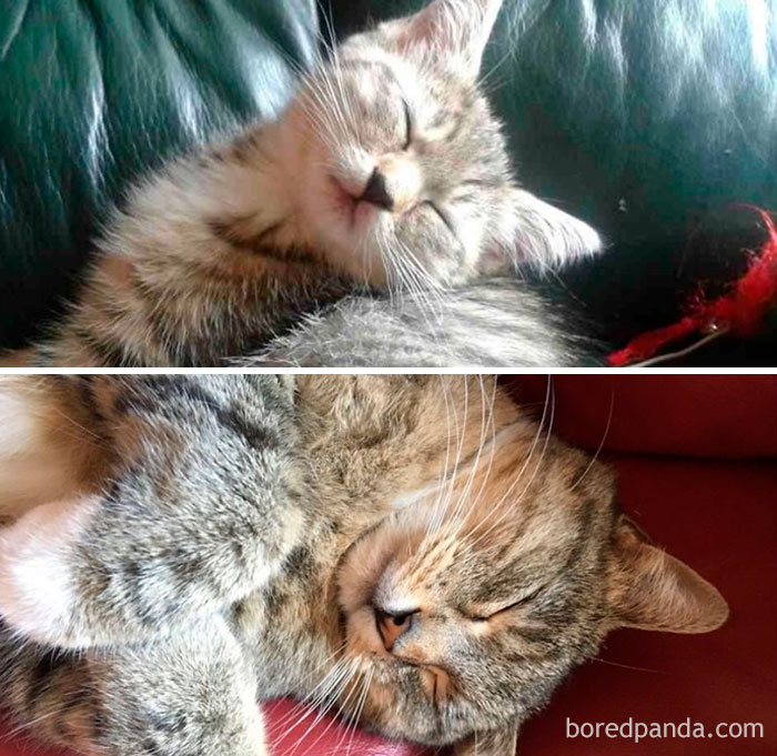 Pippin At 12 Weeks And 5 Years. Not Much Has Changed