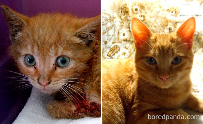 Yantar. The Day I Pulled Him Out From A Car Engine And A Year After. (P.S. That Blood Is Mine. The Kitty Was So Scared When I Grabbed Him He Fighted Desperately. But I Had No Time To Wait - The Lady Wanted To Drive Off No Matter The Cat In He Engine Of Her Car)