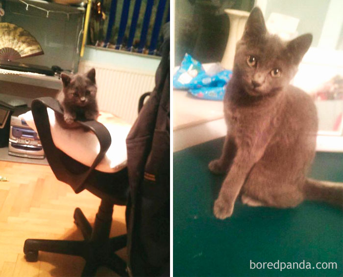 Rory When She Was 1 Month Old And When She Was 4 Months Old. Now She's Almost Half A Year Old!! Sadly, She Had An Accident And Broke Her Tail And Has A Big Hunch But She Is Just As Beautiful And I Love Her To Bits!!