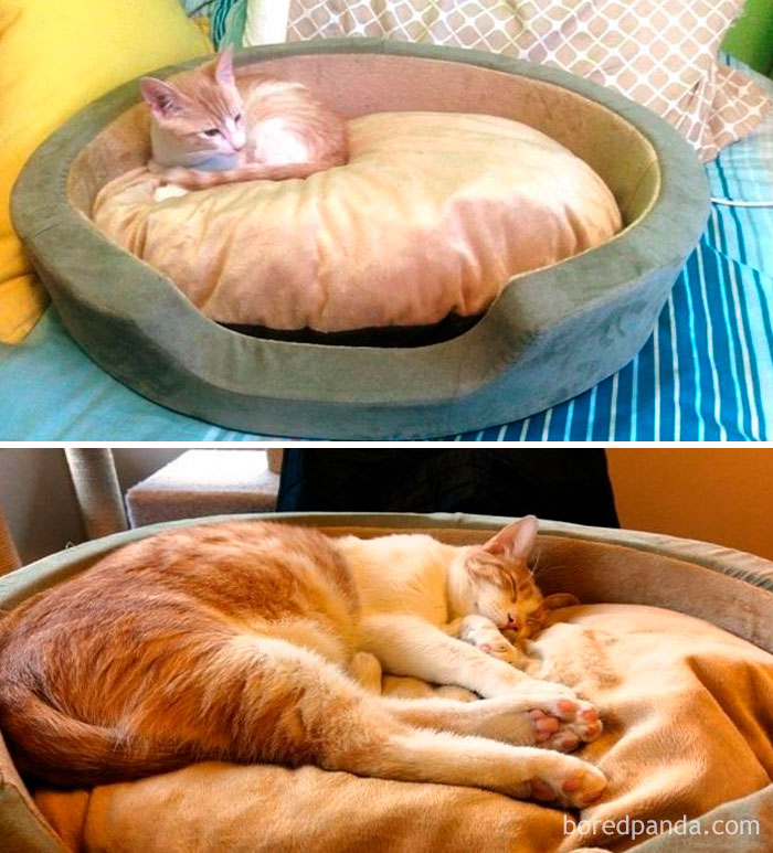 One Year, Ten Pounds Later. I Hope He Stops Growing Soon Or He'll Be Getting A Dog Bed