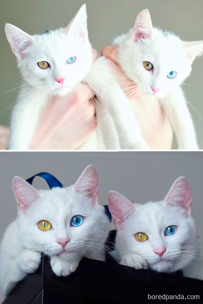 The Most Beautiful Twin Cats Growing Up