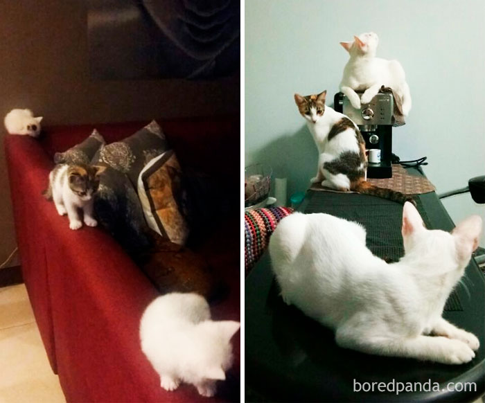 My 3 Little Cats Happyhoho, Prettytyra And Sweetyking