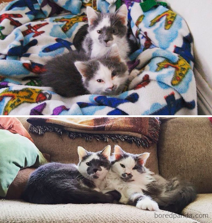 Charlie & Hugo. 5-months Vs. 8-Years-Old