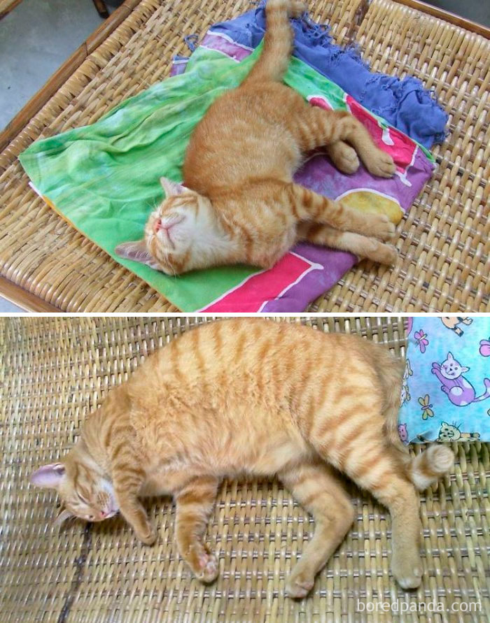 My Cat...1 Year Changed