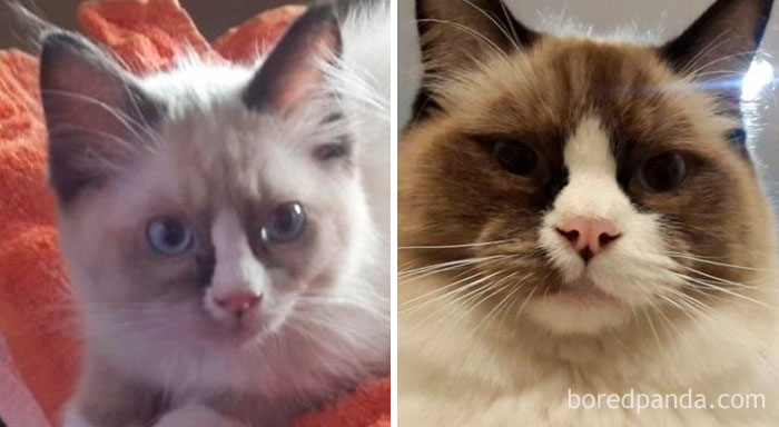 Jake The Ragdoll 1 Year Later