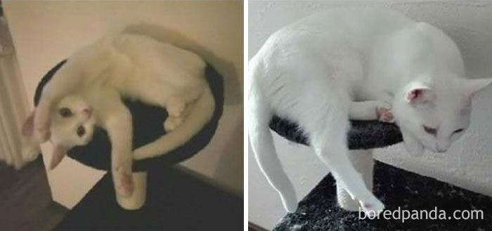 Chibi With 3 Month And 1 Year