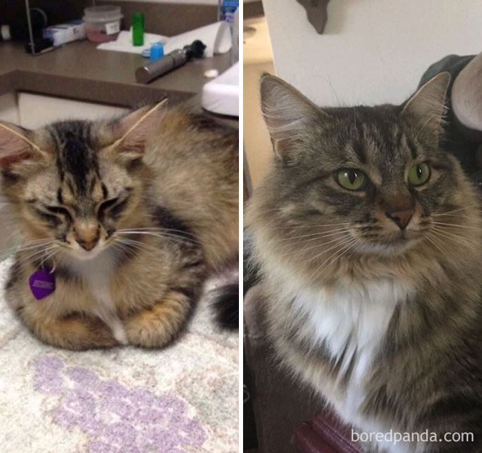 Neglected Baby To 20 Pound Ball Of Fluff In Thee Years