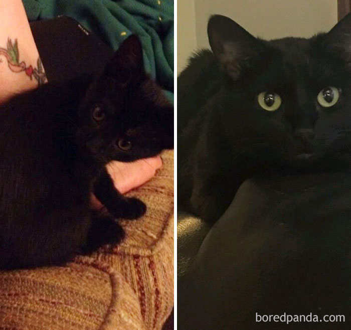 Tiny Baby Kitten To Full Grown And Gorgeous Cat