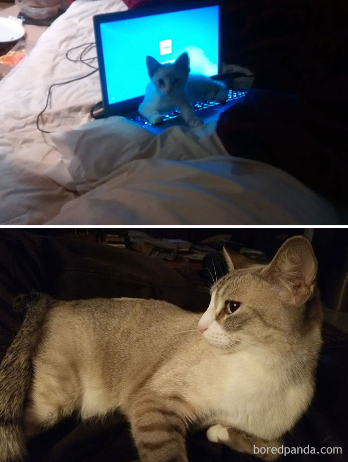 Dapps - Attention Loving Cat