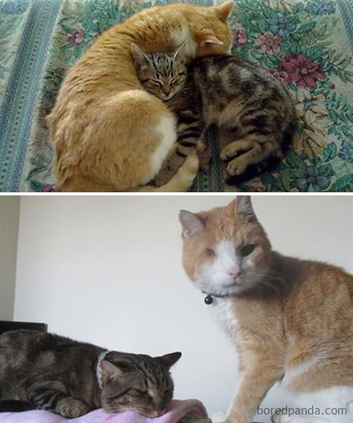 Dexter 10 Years Old, Heizen 2 Months Old. Dexter 12 Years Old, Heizen 2 Years Old. Sadly, Both Have Passed.