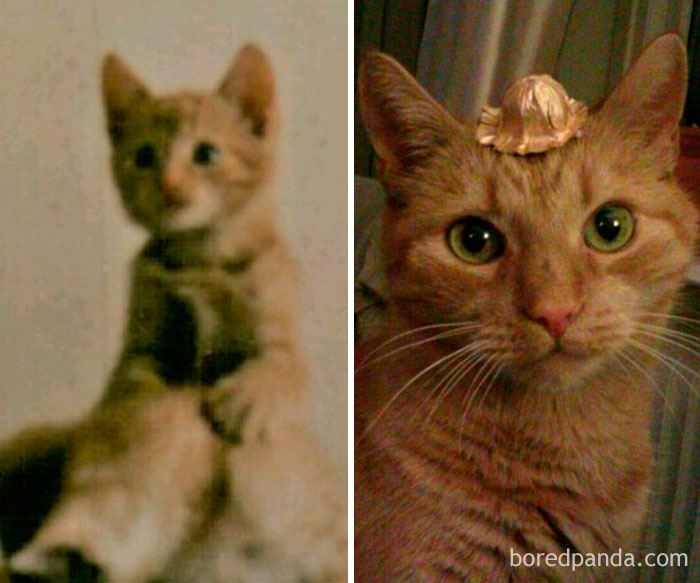 Hobbe At 3 Months And 18 Years Old. Born In 1999!