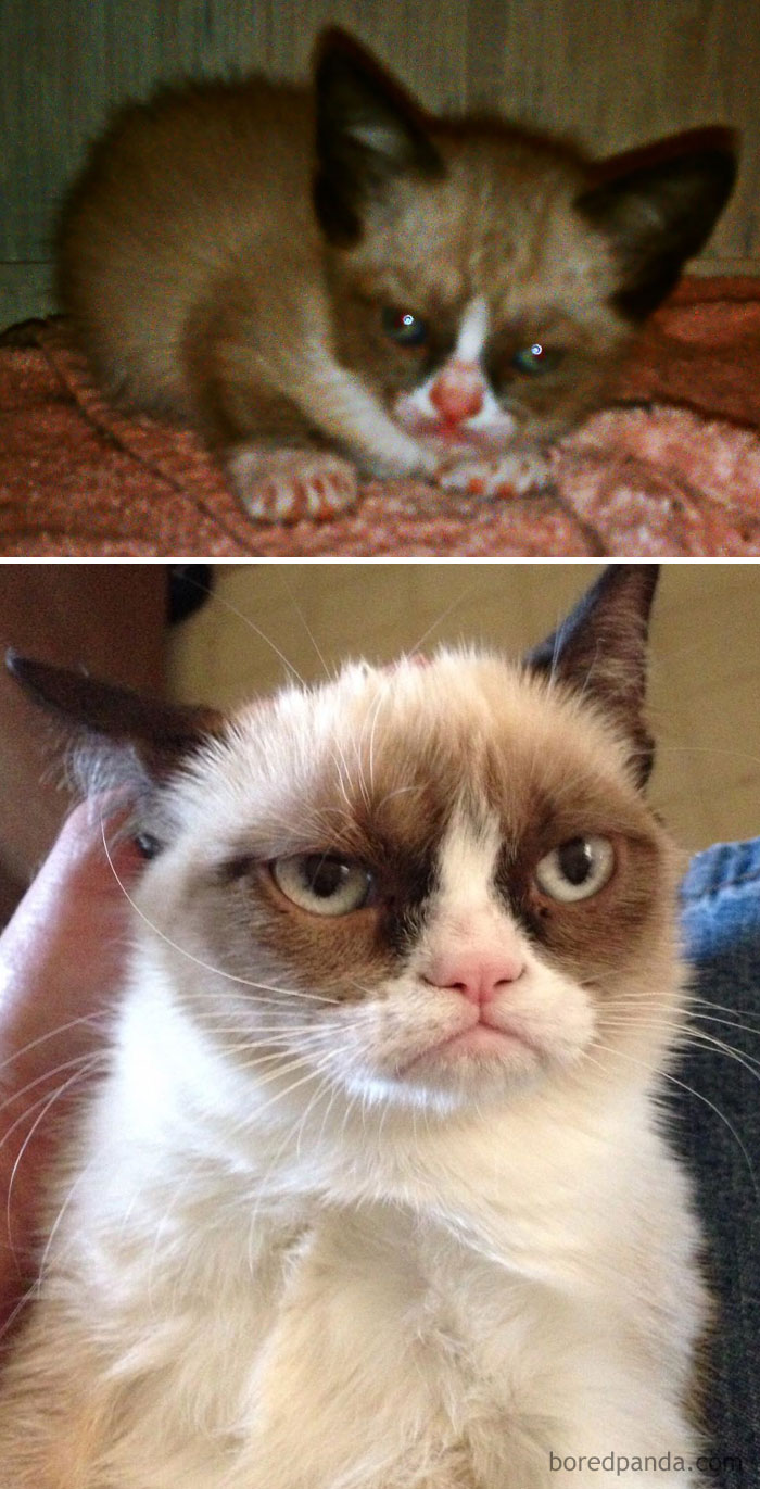 The Grumpy Cat