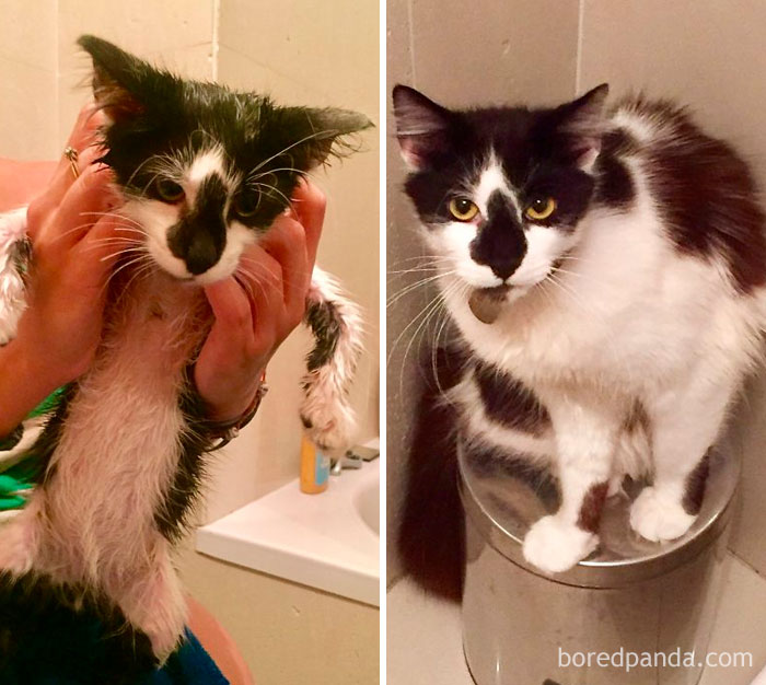 Pixie 4 Months Old & Then As An 1 Year Old