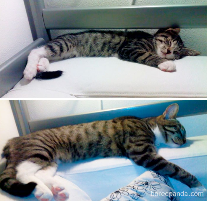 This Is What Happens To A Kitty When You Pour Love All Over It For 6 Months