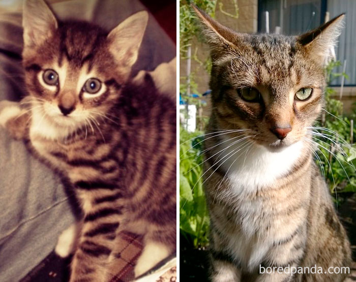 Pussy. From Tiny Fluff Ball To Handsome 7 Kilo Cat