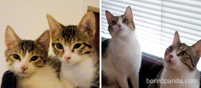 Ivy And Lucy 3 1/2 Months Old And One Year Later