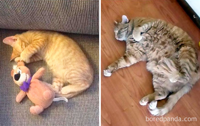 Skeeter At 6 Weeks, And 4 Years. He's One Solid Boy.