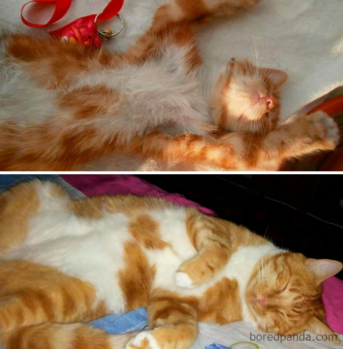 The Importance Of Siesta