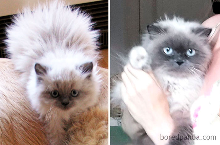 Maumau. 7 Weeks Then, 7 Years Now