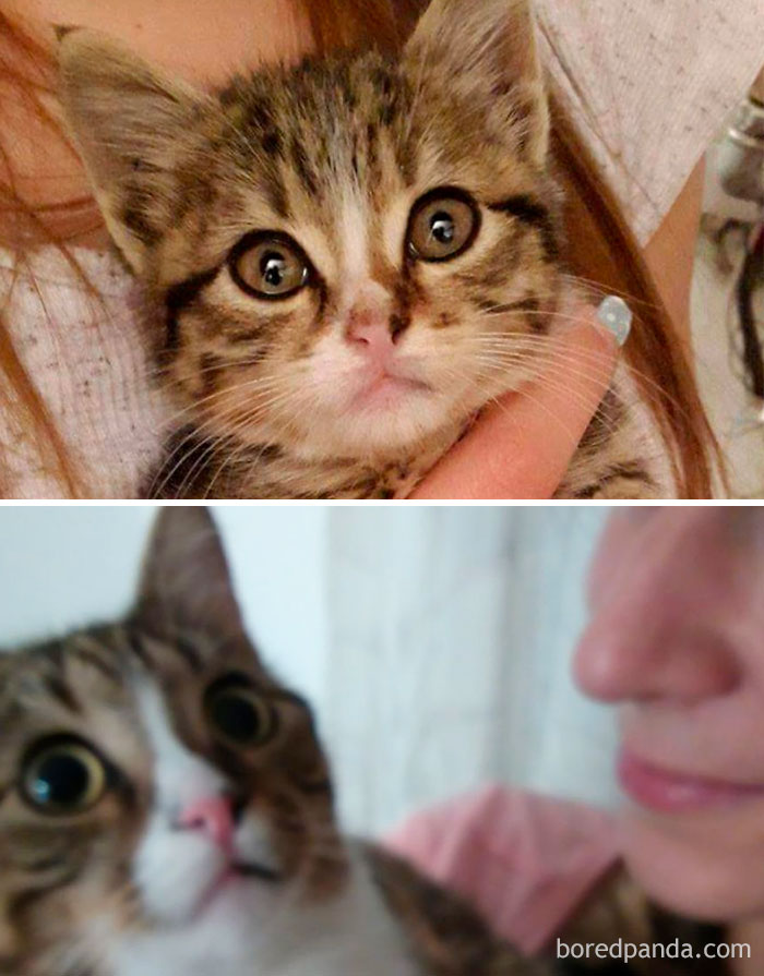 Schatzi Cuteness Transformation