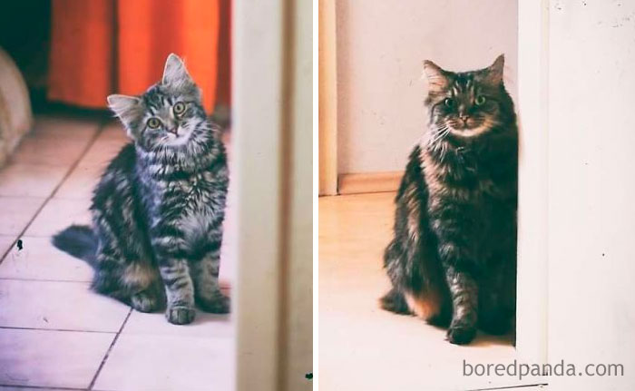 Momo - A Few Months And Four Years Old