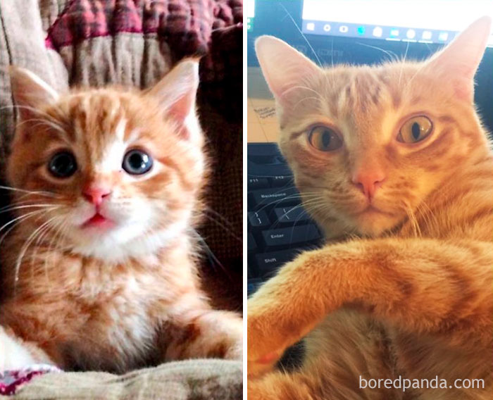 Ollie ~ 5 Weeks And Now, 3 Years Later. What A Precious Blessing He Is!