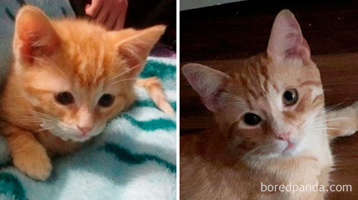 My Handsome Boy Mufasa