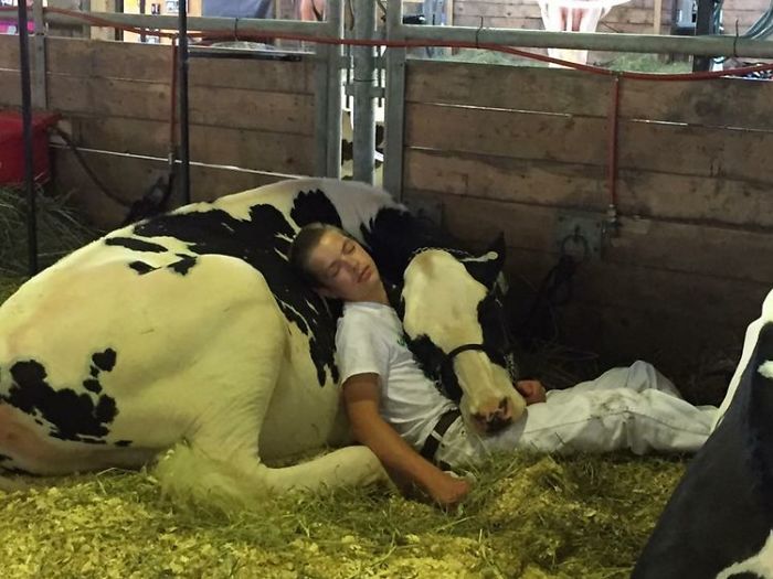Tras perder un concurso, este chico y su vaca se quedaron dormidos y triunfaron en internet Tras perder un concurso, este chico y su vaca se quedaron dormidos y triunfaron en internet
