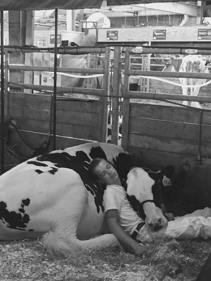 Tras perder un concurso, este chico y su vaca se quedaron dormidos y triunfaron en internet Tras perder un concurso, este chico y su vaca se quedaron dormidos y triunfaron en internet