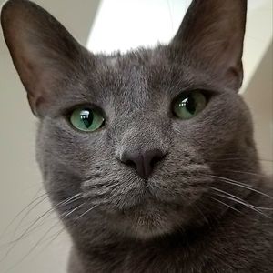 ashleystevens avatar