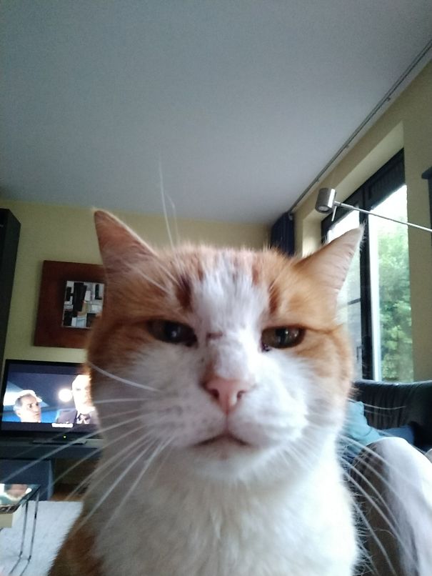 Fell Asleep On The Couch, Cat Was Not Amused