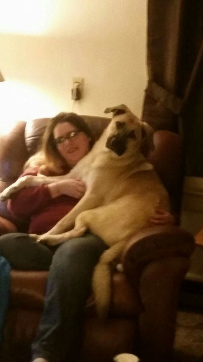 Lap Dog*