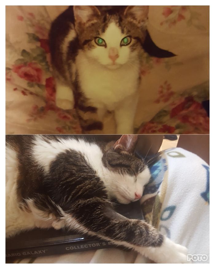 Our Sweet Baby Jubei In 2006 And Now