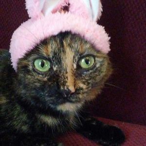 muffinpuffin66 avatar