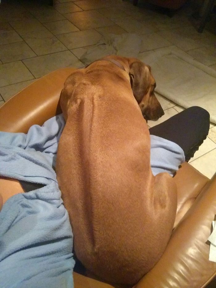 "i Don't Care If I'm Uncomfortable, I Just Want To Lay On Your Lap" - Ruya, 3yrs