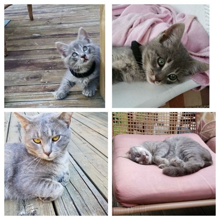 The Ghost Kitty Aka Fathead