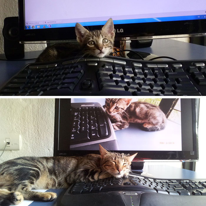 Callie Still Visits Me While I'm Tying...by Lying On The Keyboard