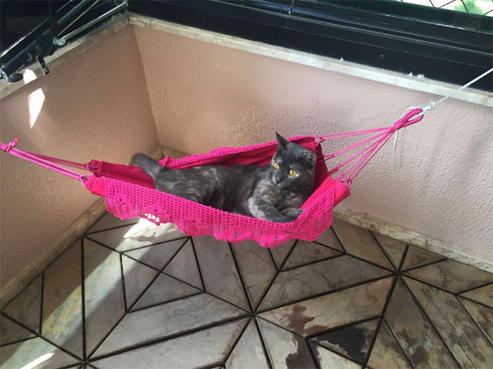 Human Buys His Master Tiny Hammock So They Could Chill Together, Cat Approves It Human Buys His Master Tiny Hammock So They Could Chill Together, Cat Approves It