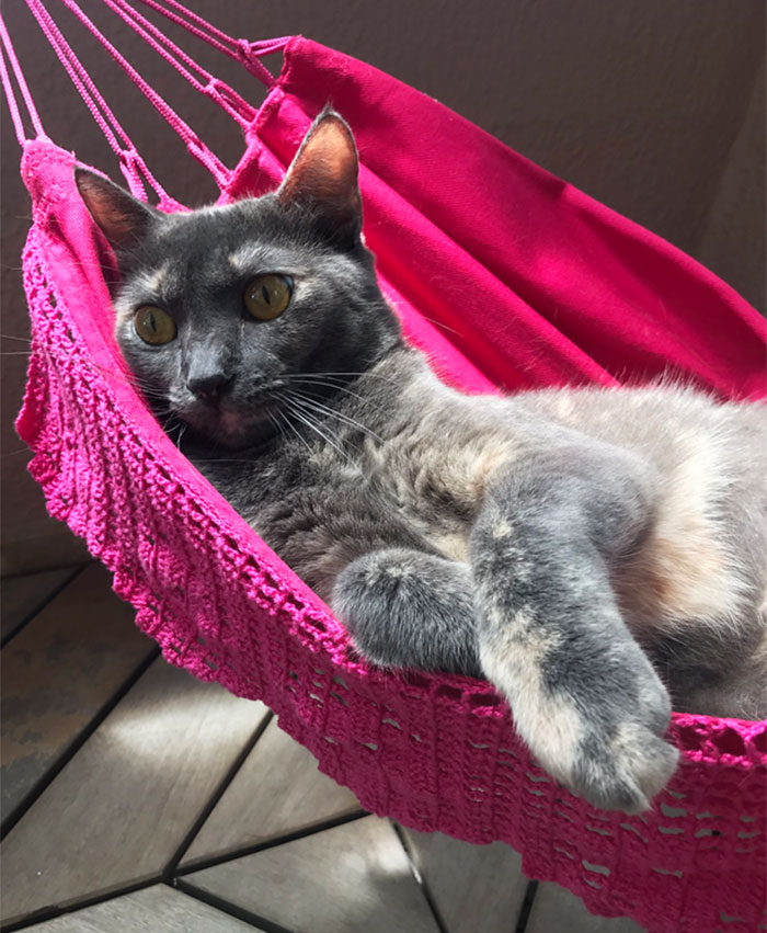 Human Buys His Master Tiny Hammock So They Could Chill Together, Cat Approves It