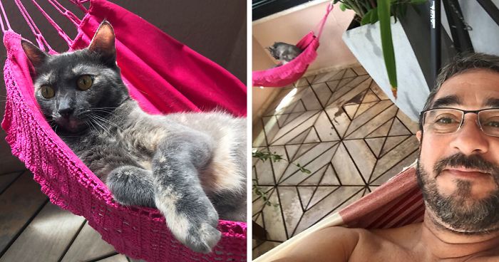 Human Buys His Master Tiny Hammock So They Could Chill Together, Cat Approves It