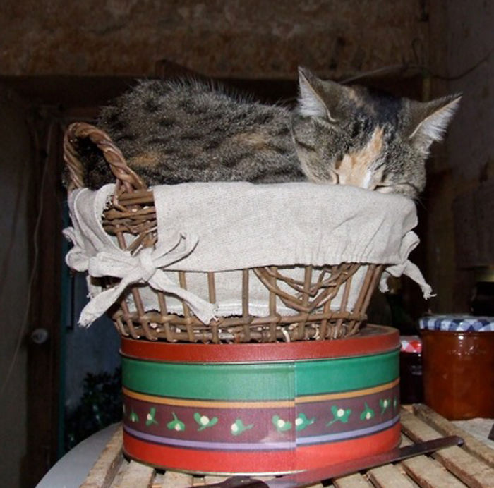 Cat On A Hot Cake Tin.