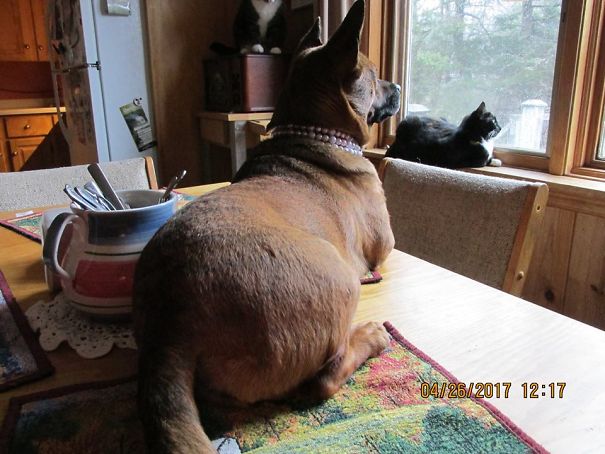 She Thinks She’s Cat #8…