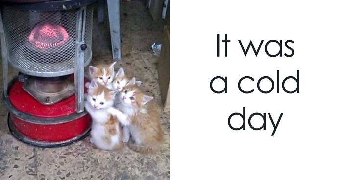 204 Cats Who Love Warmth More Than Anything