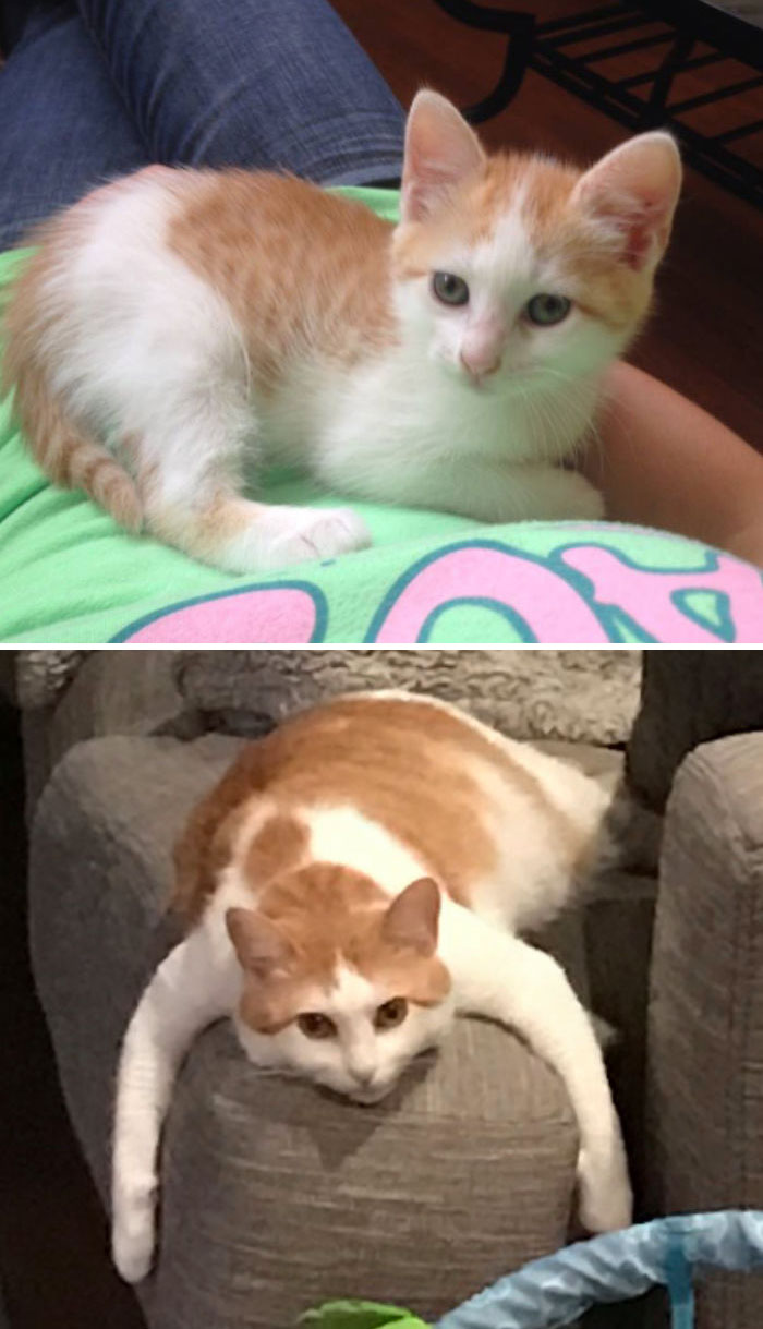Ginger Then And Now