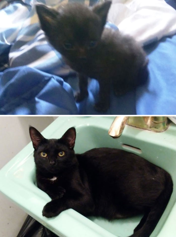 Jelly Bean In August 2016 And In August 2017