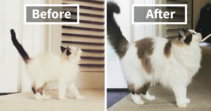 Share Then And Now Pictures Of Your Cat Growing Up