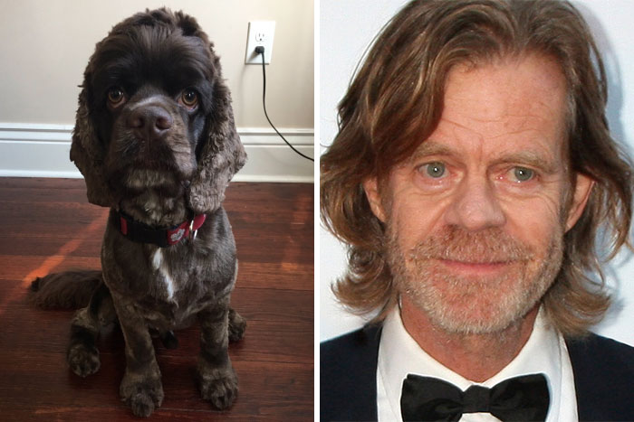 Dog with wavy brown fur and sad eyes next to a male celebrity, showcasing celebrity doppelganger animals comparison.
