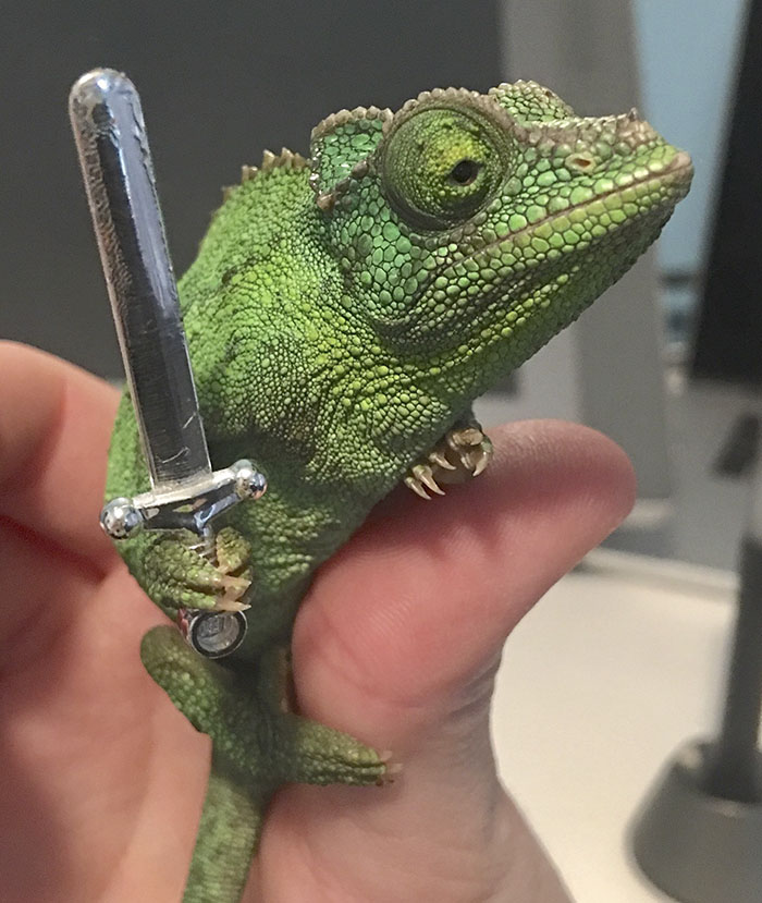 Someone Just Noticed That Chameleons Will Hold Onto Anything You Give Them, And It's Hilarious Someone Just Noticed That Chameleons Will Hold Onto Anything You Give Them, And It's Hilarious